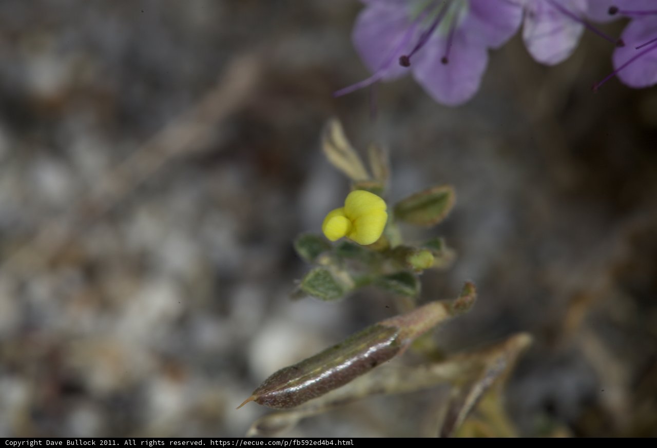 Vibrant Yellow and Purple Blooms