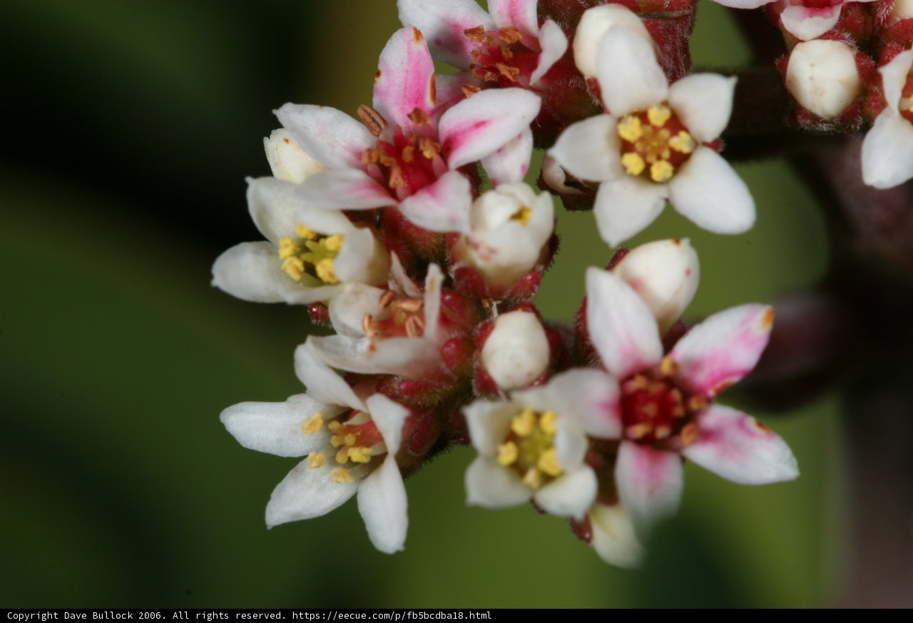 Vibrant Blooms