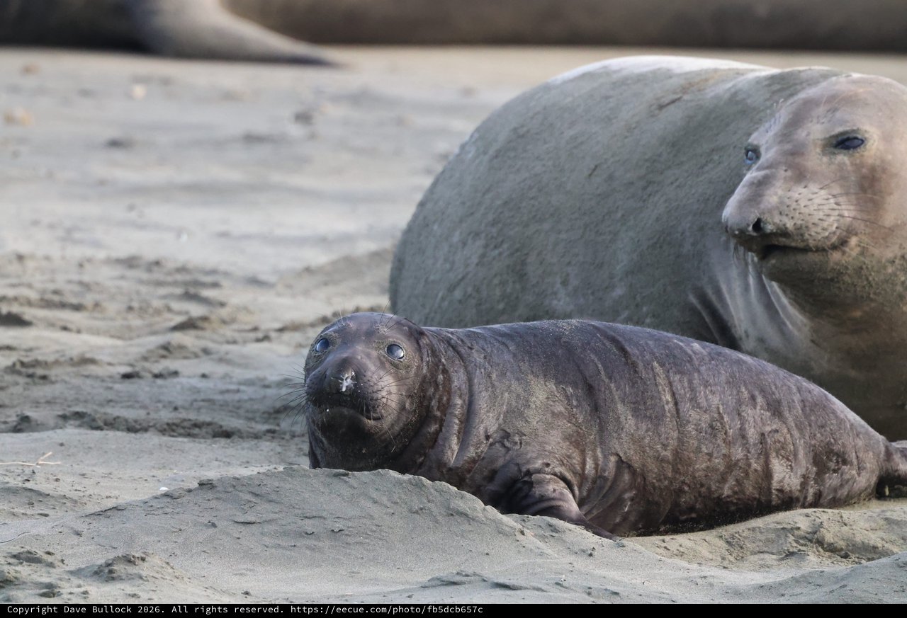 Elephant Seal Mother and Pup Resting on Beach
