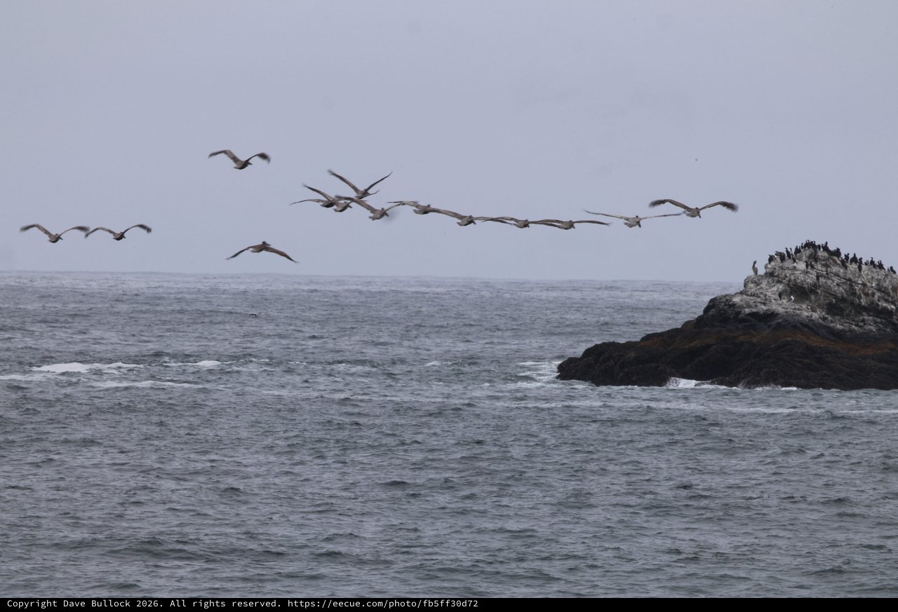 Pelican Squadron Soars Over Pacific Coastal Rocks