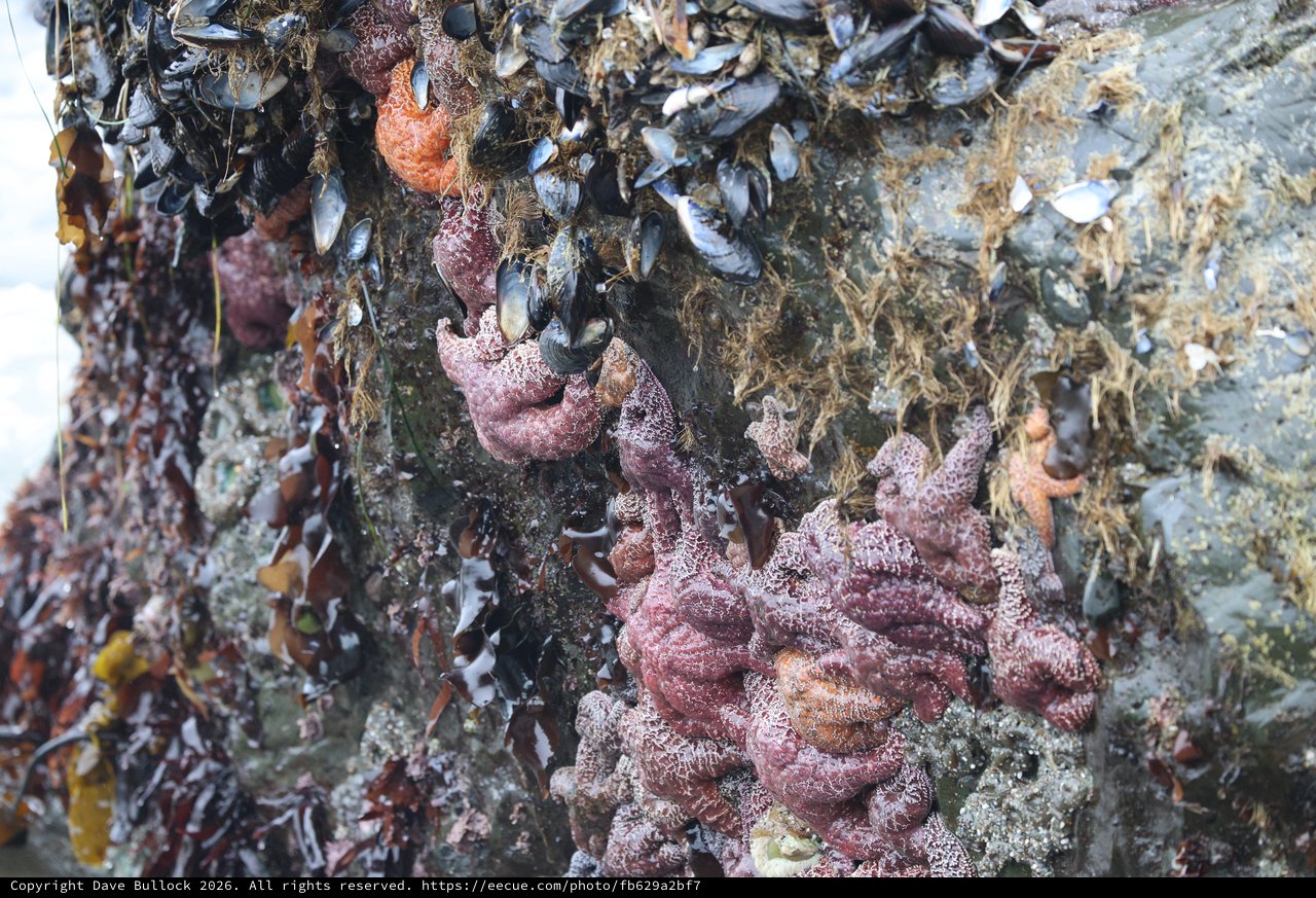 Sea Stars and Mussels Clinging to Tidal Rock