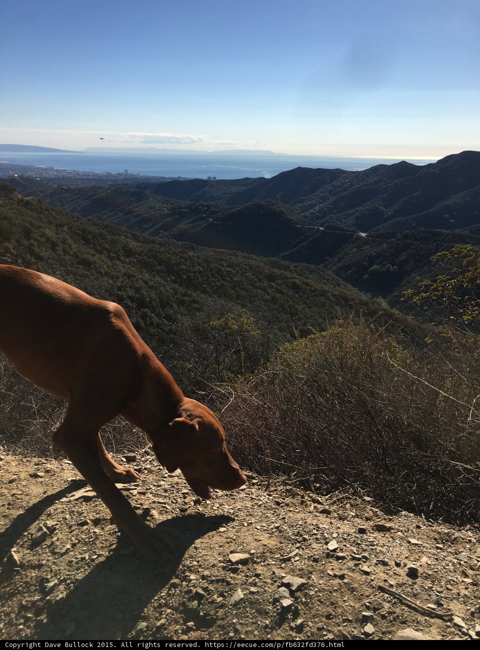 Dog Ocean View Hike