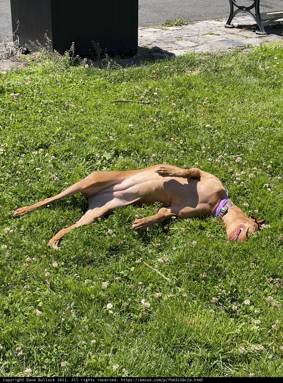 Lazy Summer Afternoon