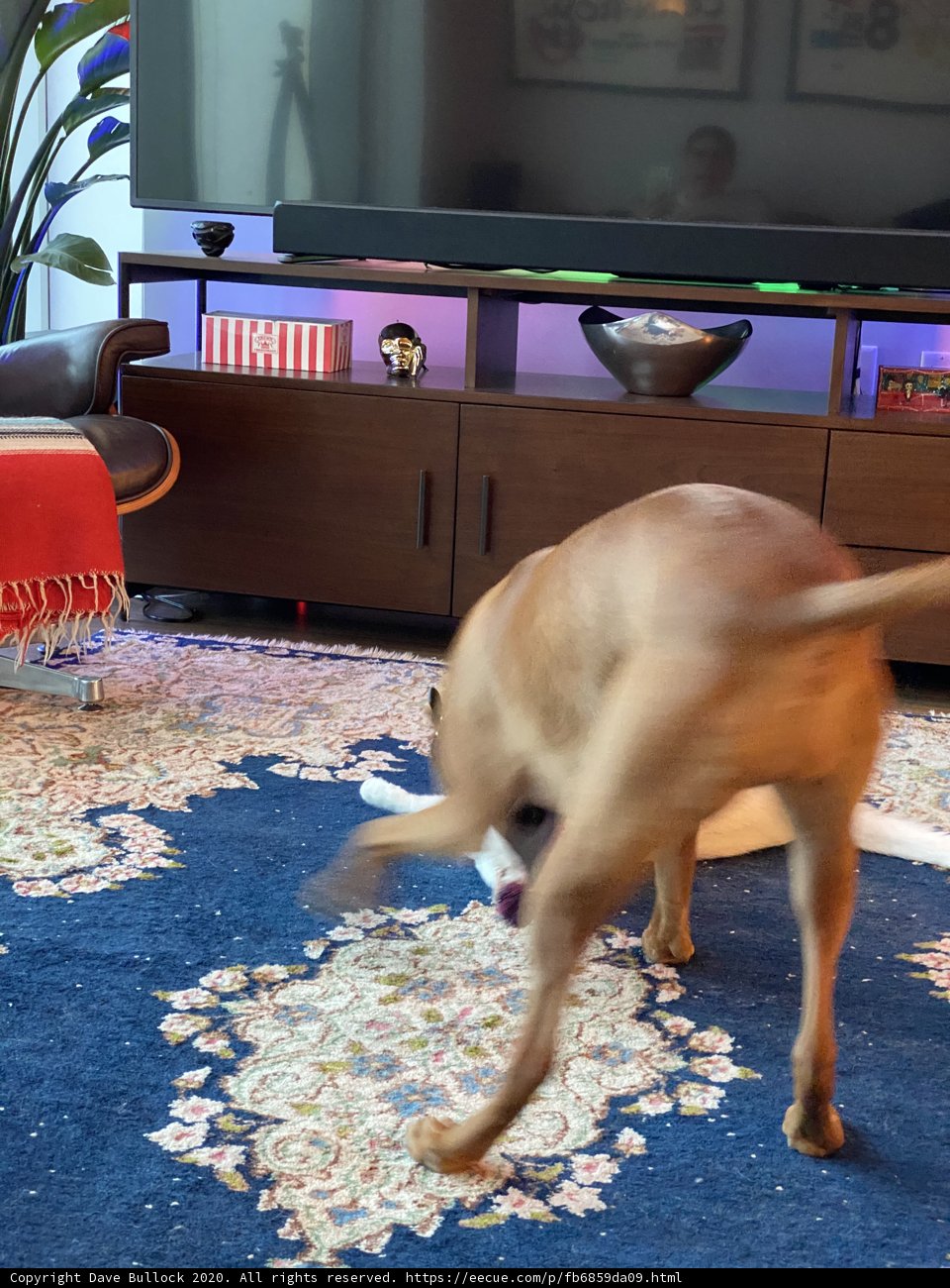 Playtime in the Living Room
