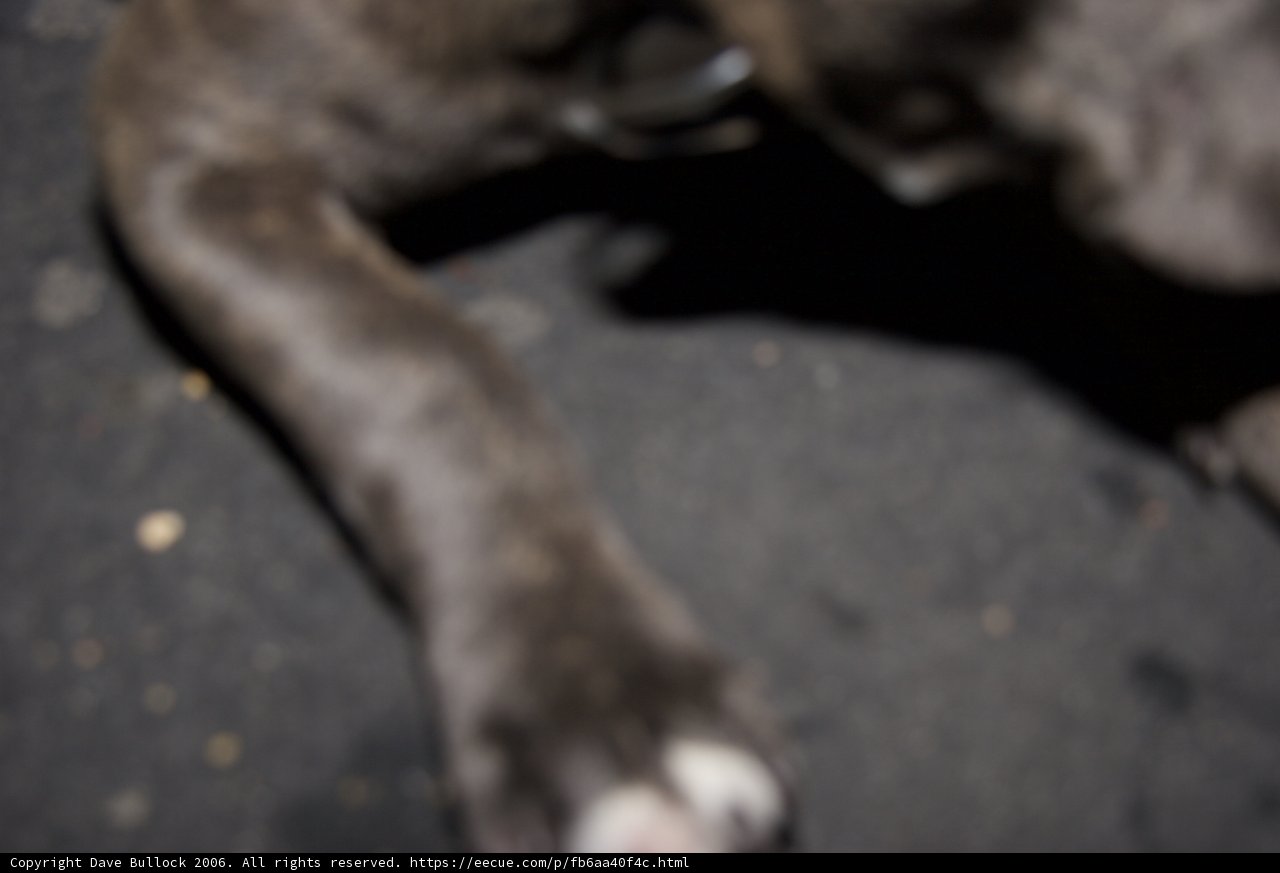 Content Pooch