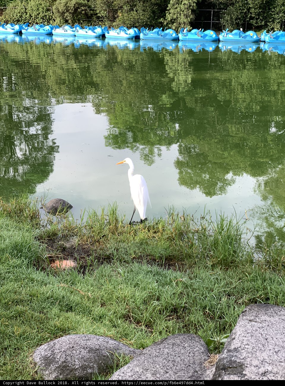 Graceful Swan at the Misty Lake
