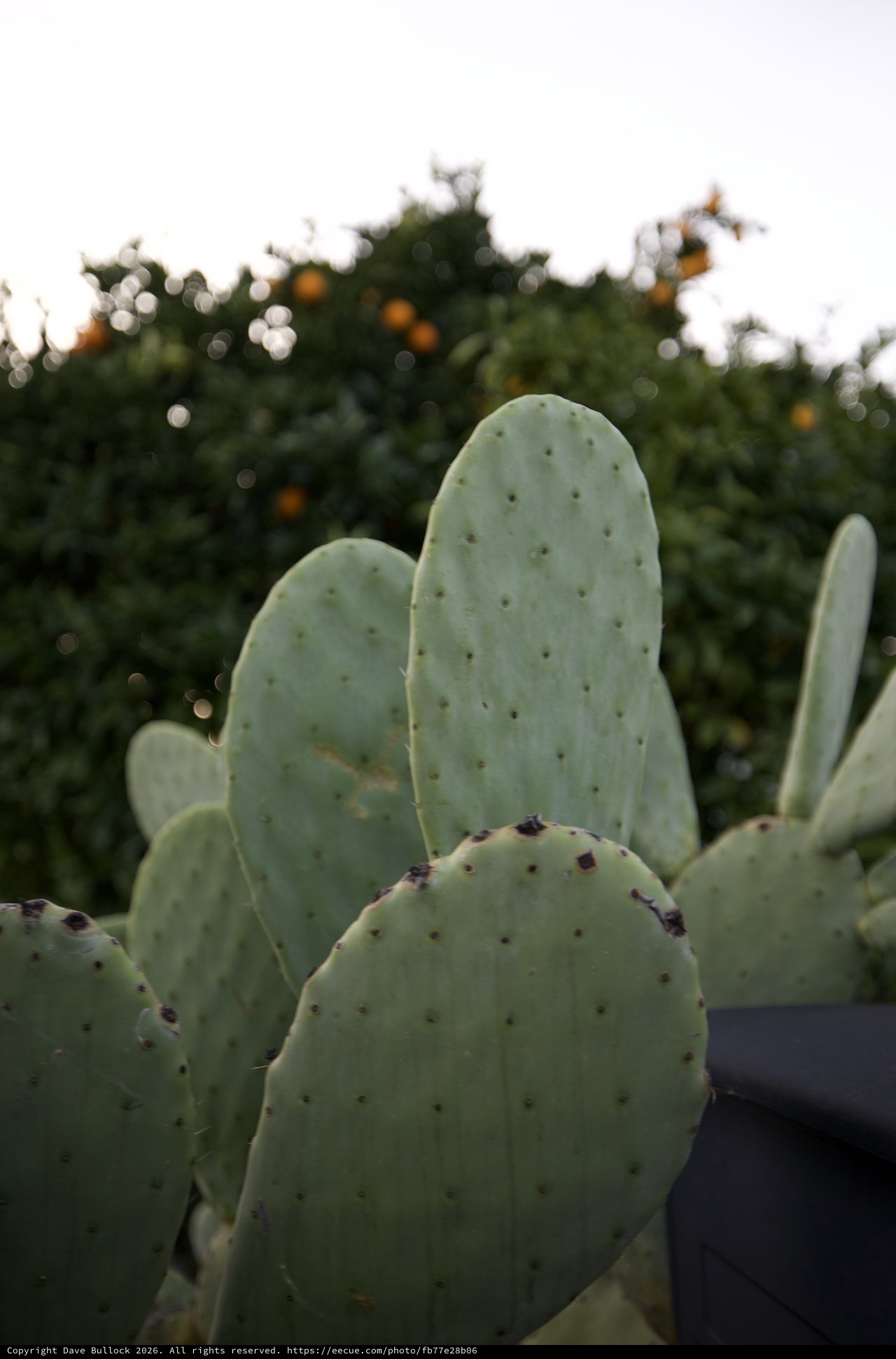 Prickly Pear Cactus with Citrus Trees at Dusk