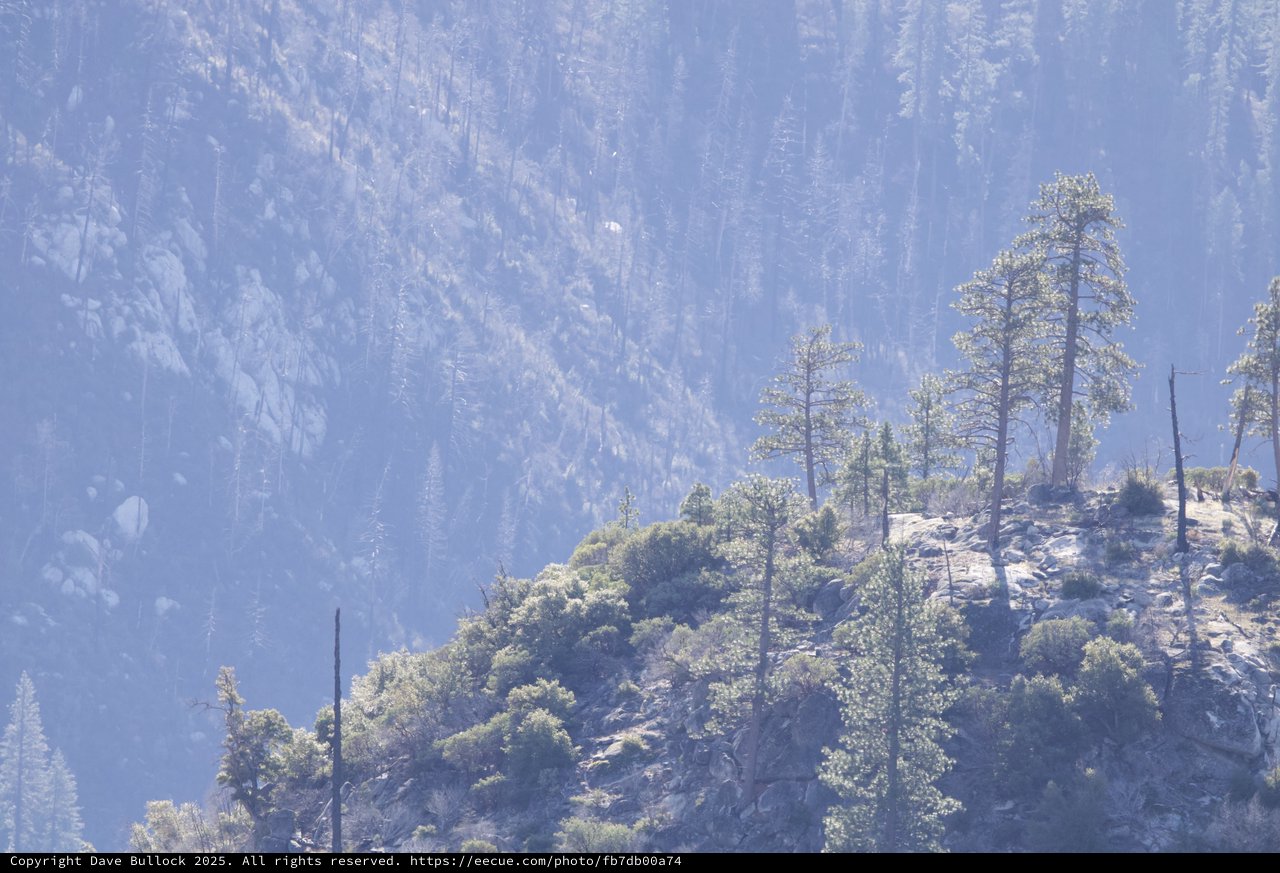 Forest Fire Aftermath in Smoky Mountain Valley