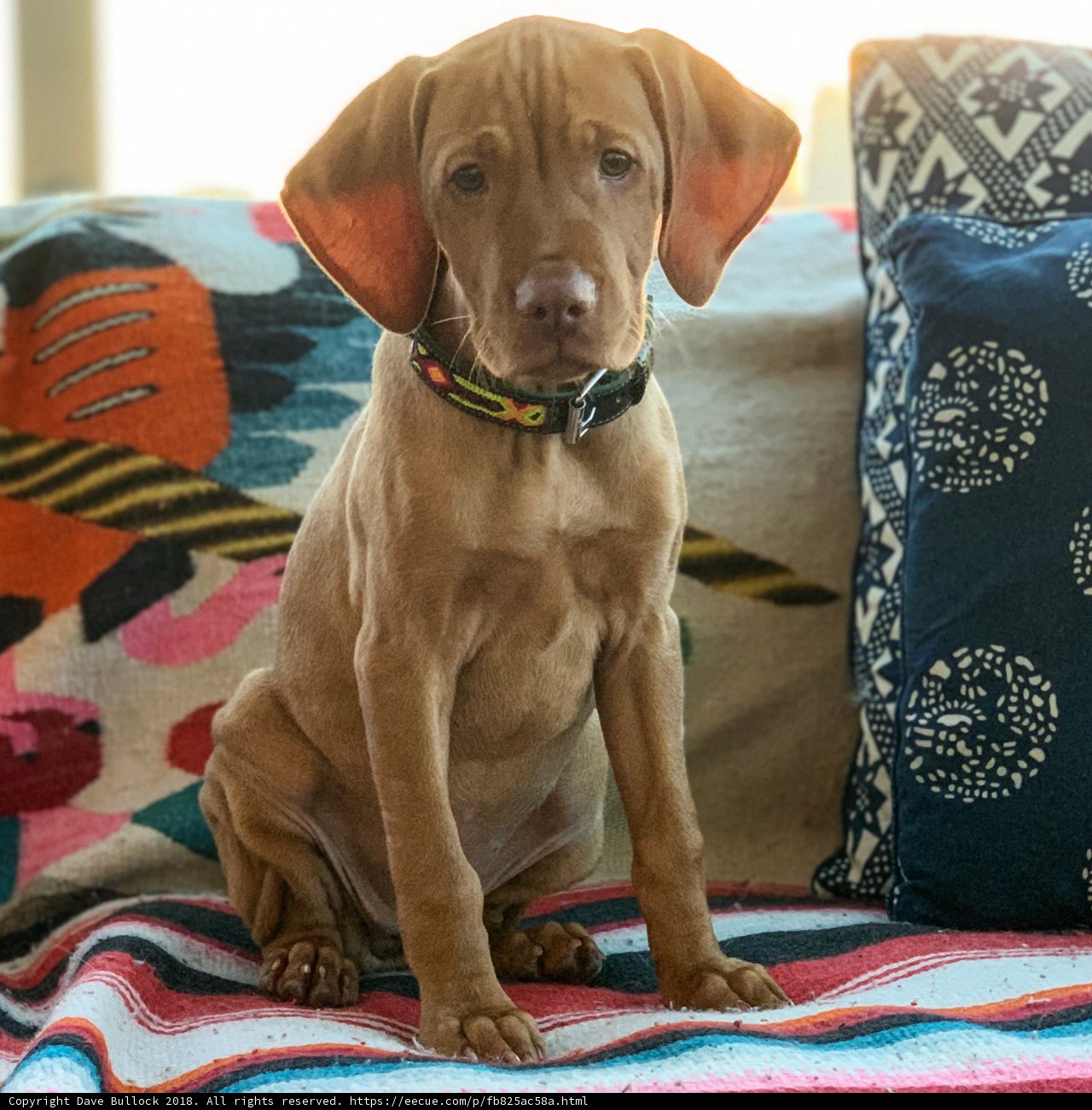 Comfy Canine on Colorful Couch