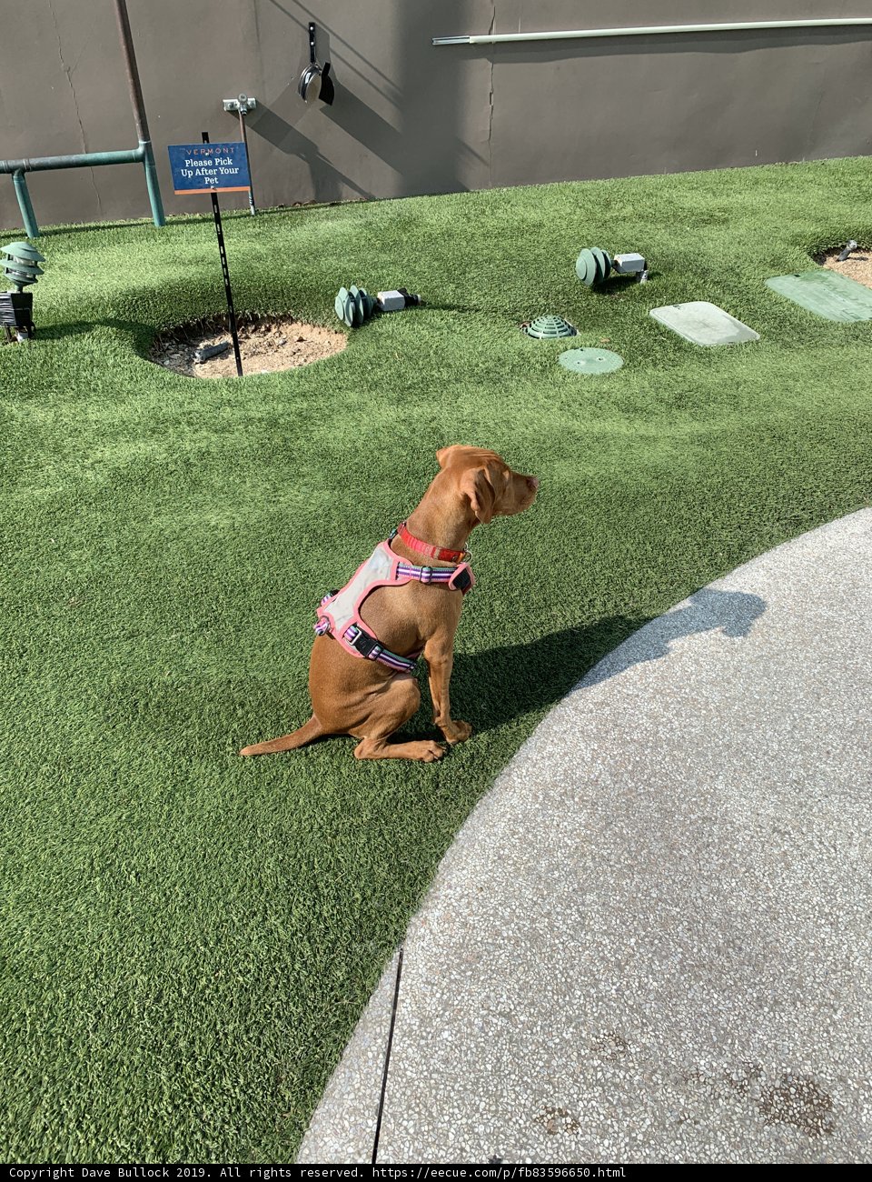 Content Pup in the Park