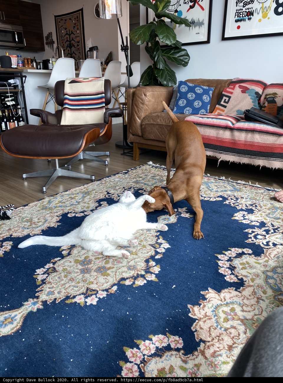 Purrfect Playtime in the Living Room