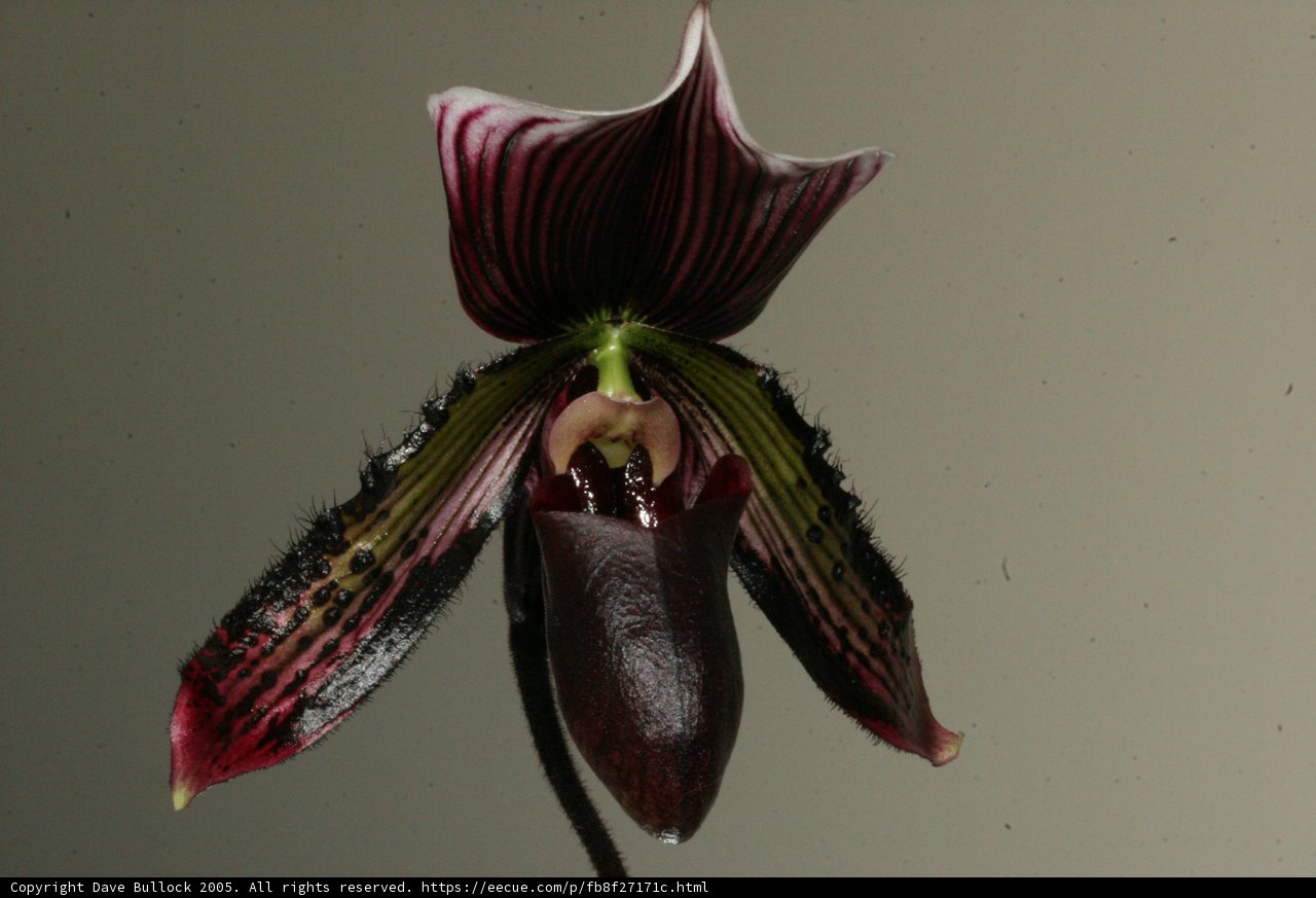 Dark-Centered Orchid Blossom