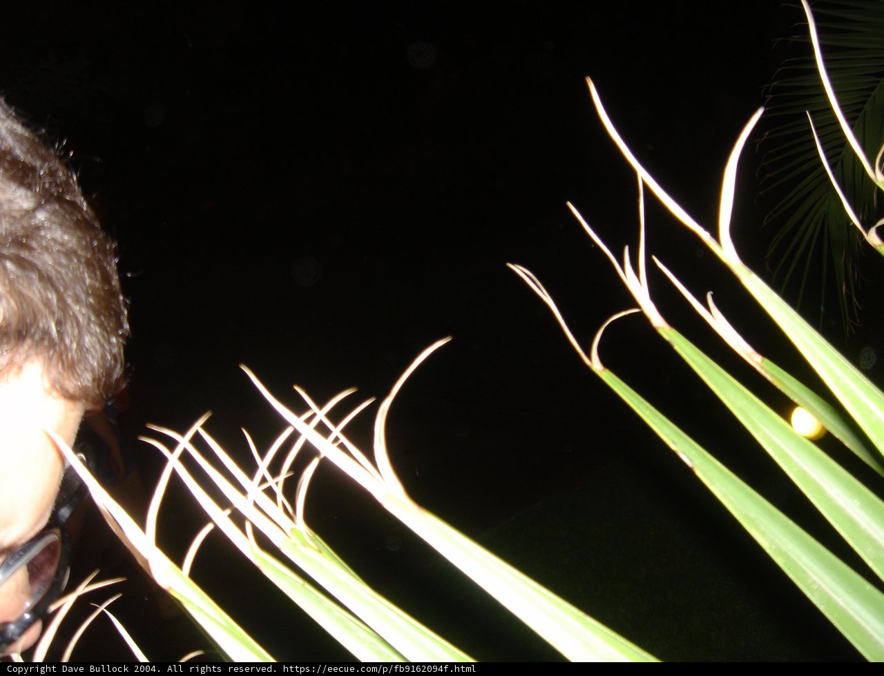 Fireworks in the Night Sky