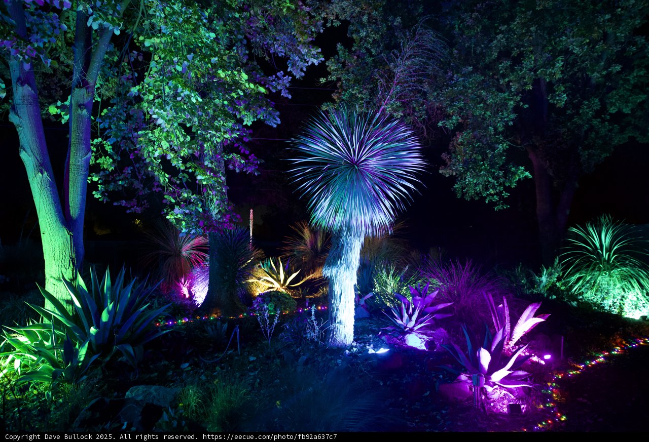 Enchanted Night in the Garden
