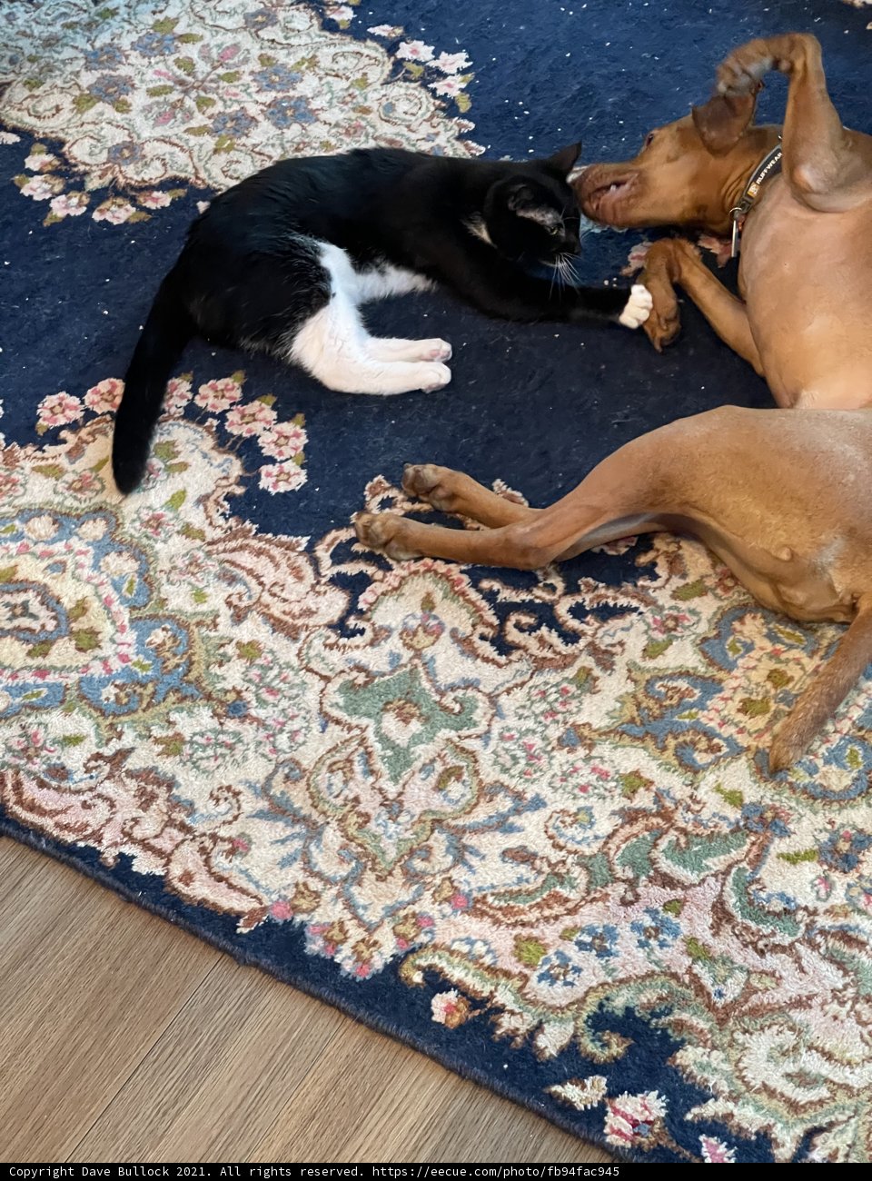 Cozy Companions