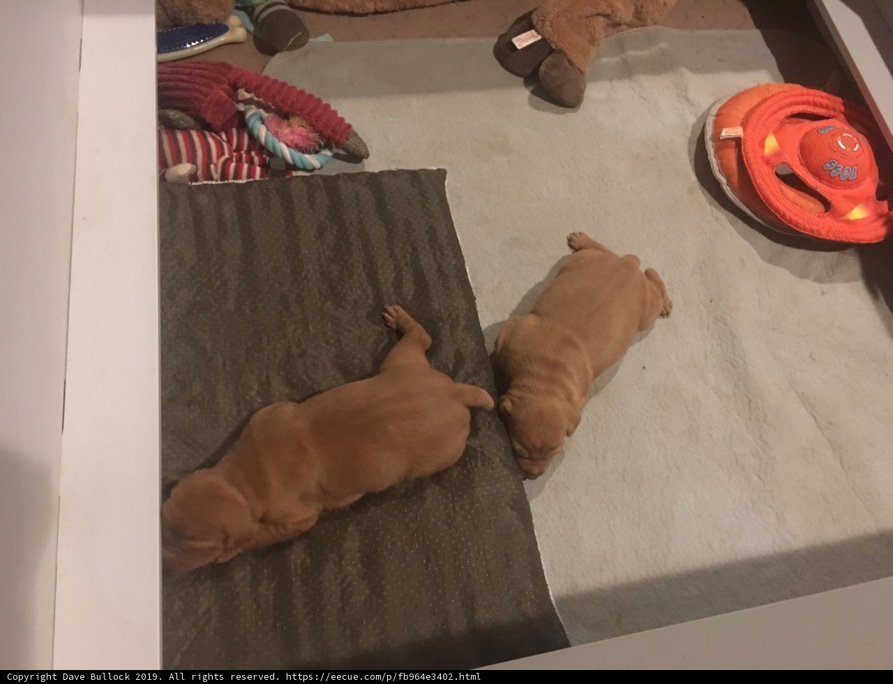 Pawsitively Adorable Puppies on a Rug