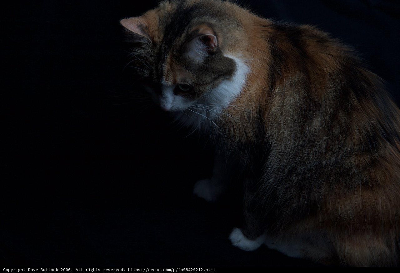 Pretty Kitties