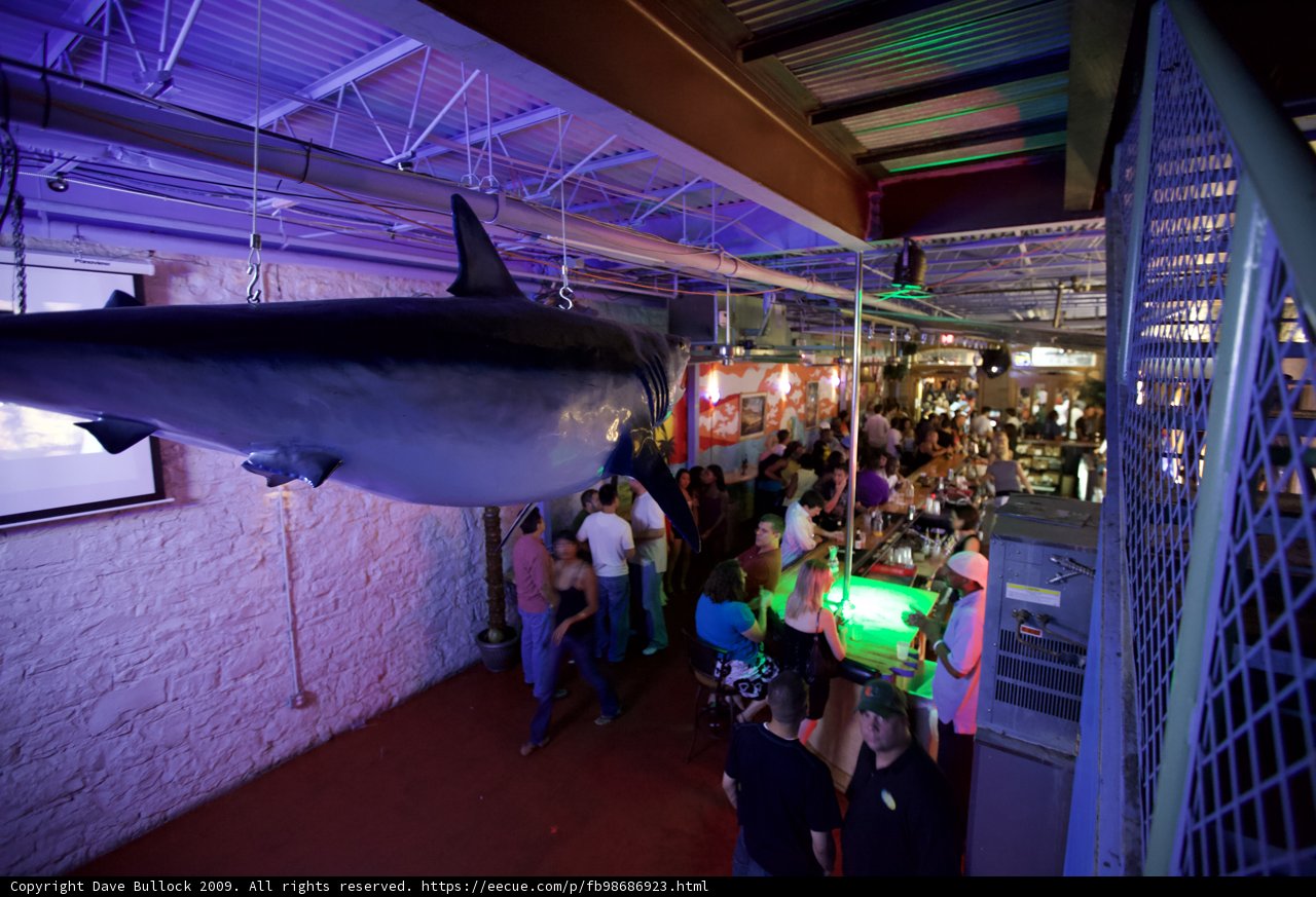 Hanging Shark in Urban Pub