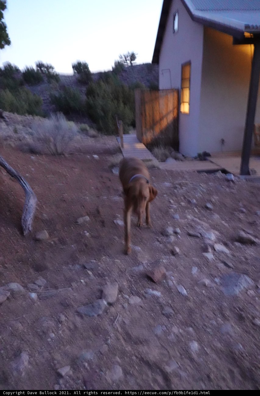 A Canine Stroll Through Rural Living
