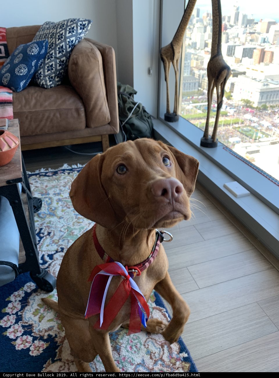 A Vizsla Takes a Seat on the Couch