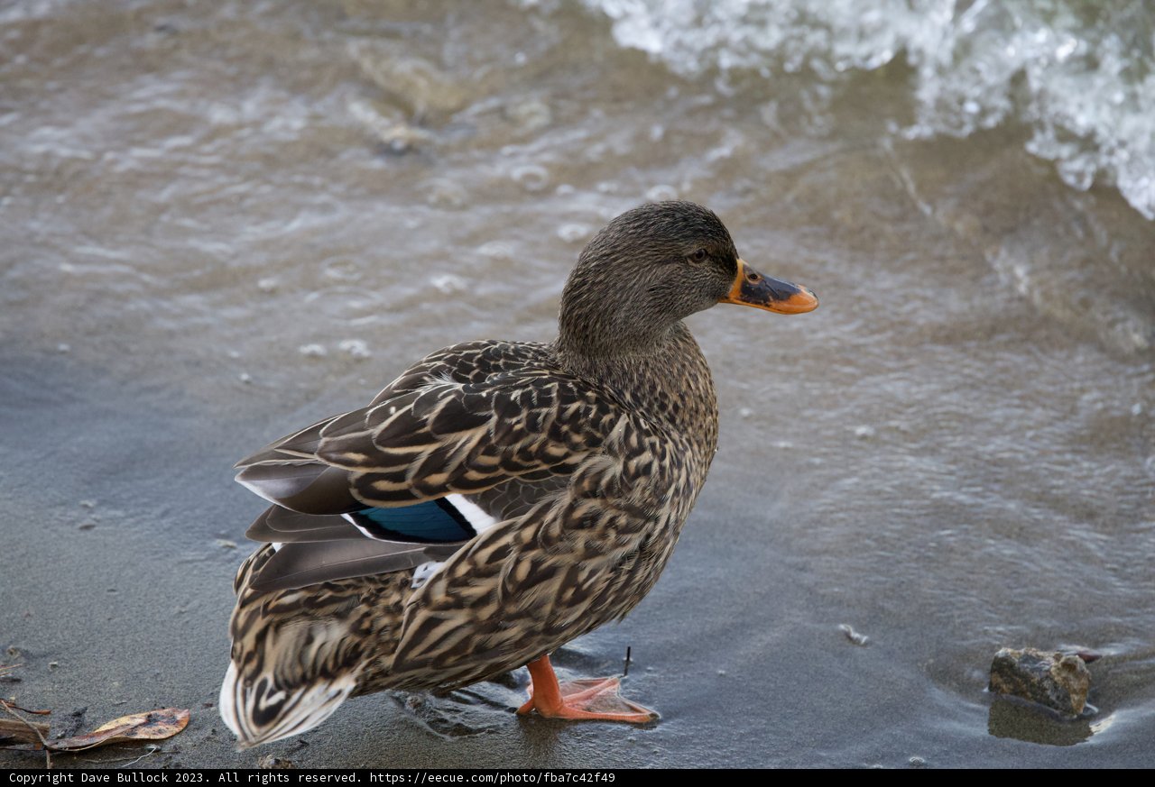 Serene Solitude: A Lake Merced Mallard Moment