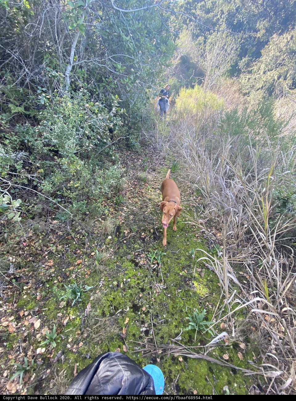 A Canine's Adventure in the Wild