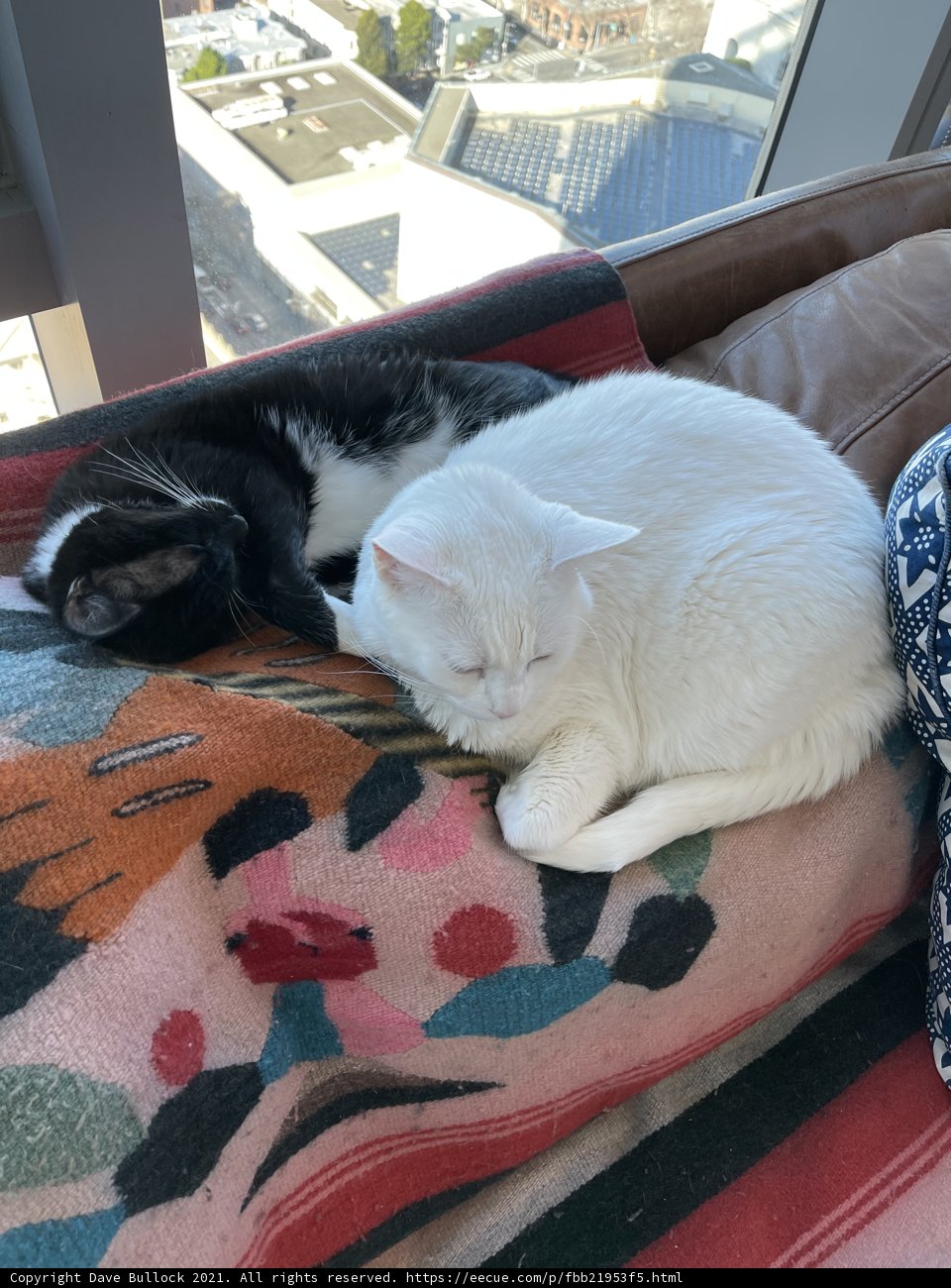 Feline Comfort on the Couch