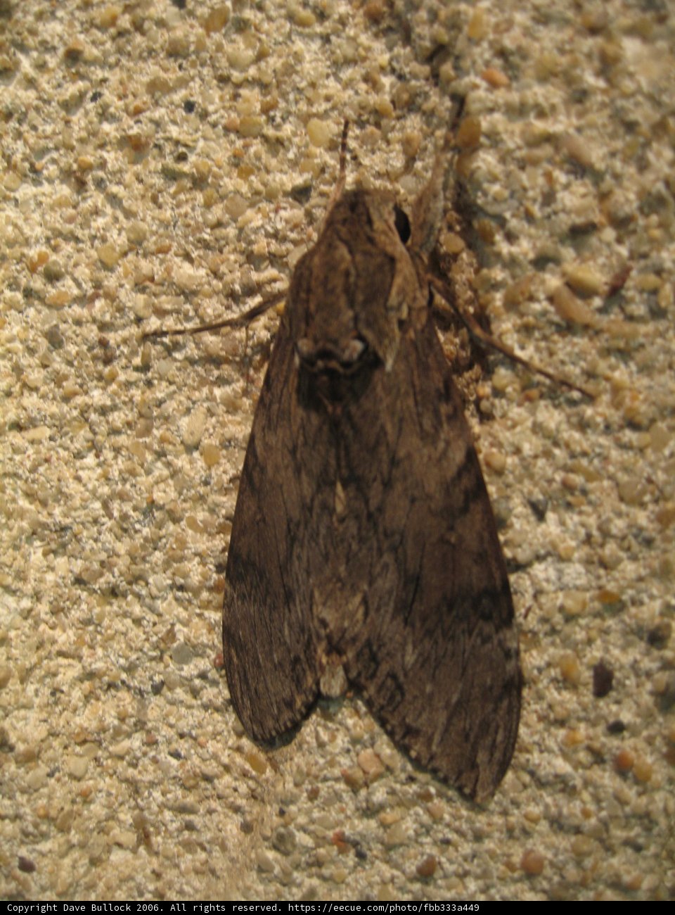 A Mighty Moth