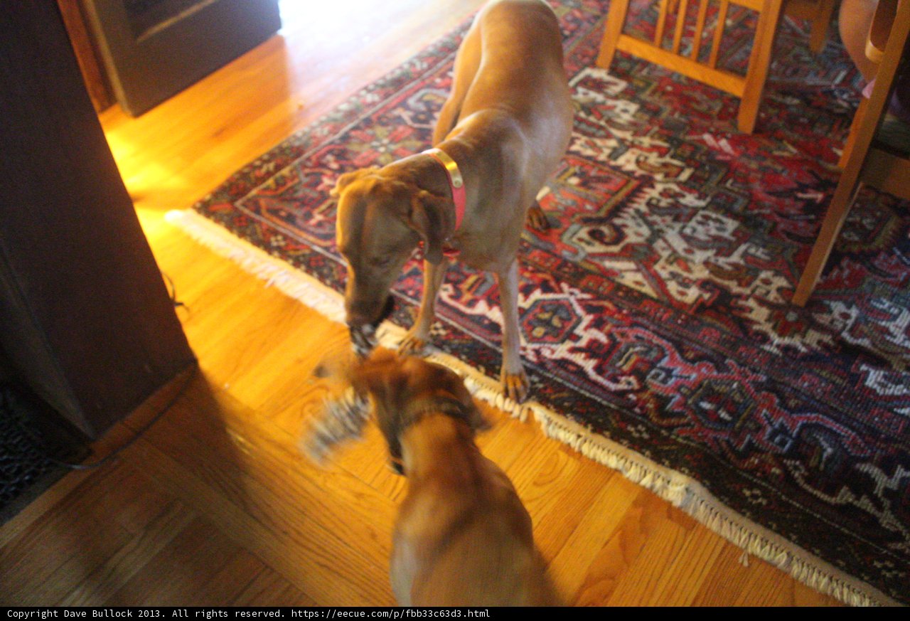 Pawsome Playtime on Hardwood Flooring