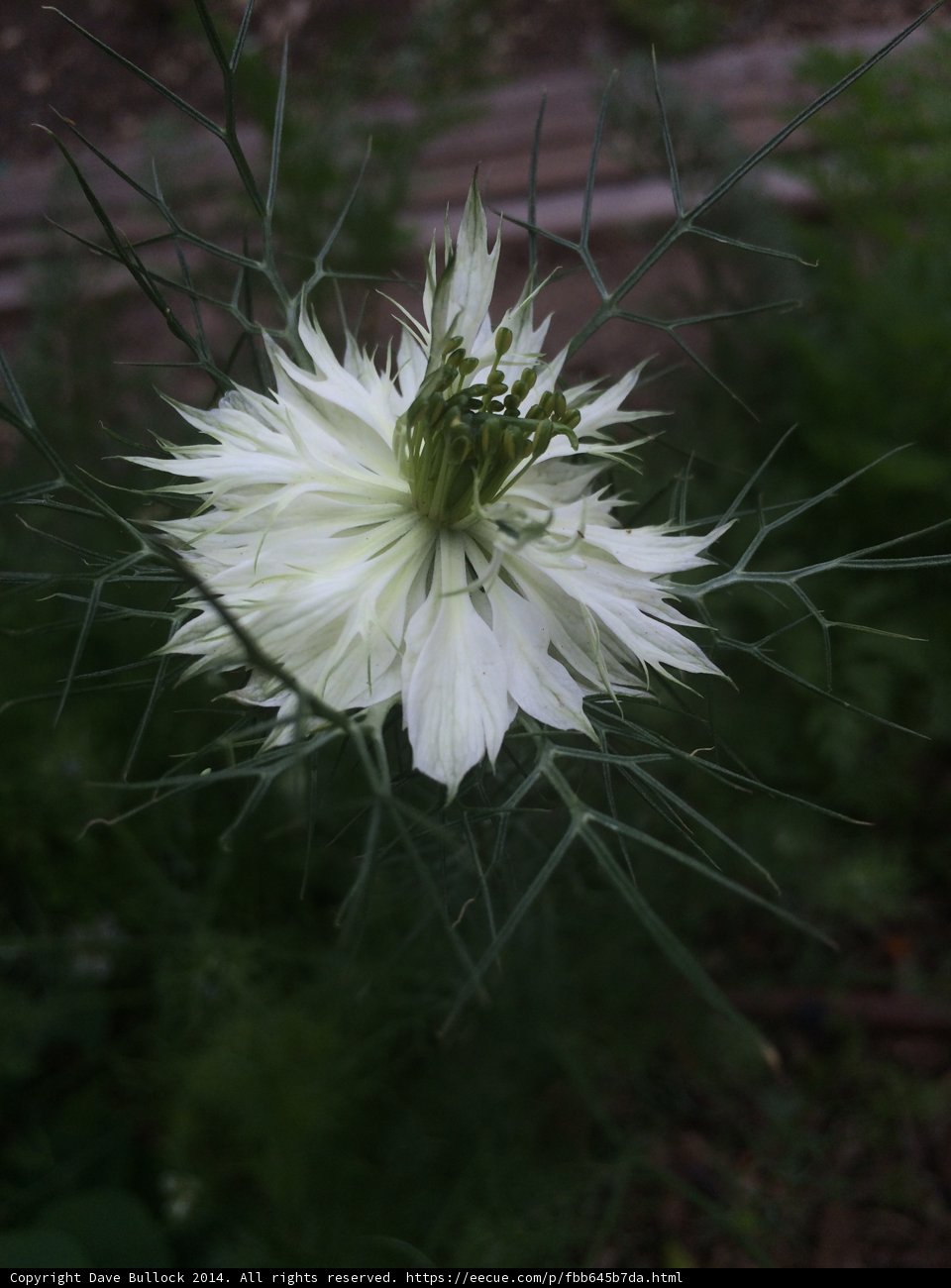 Delicate White Daisy in Altadena