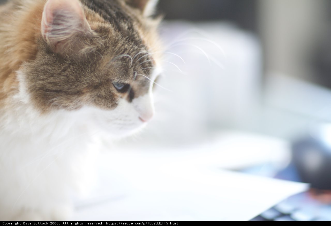 Feline Workstation