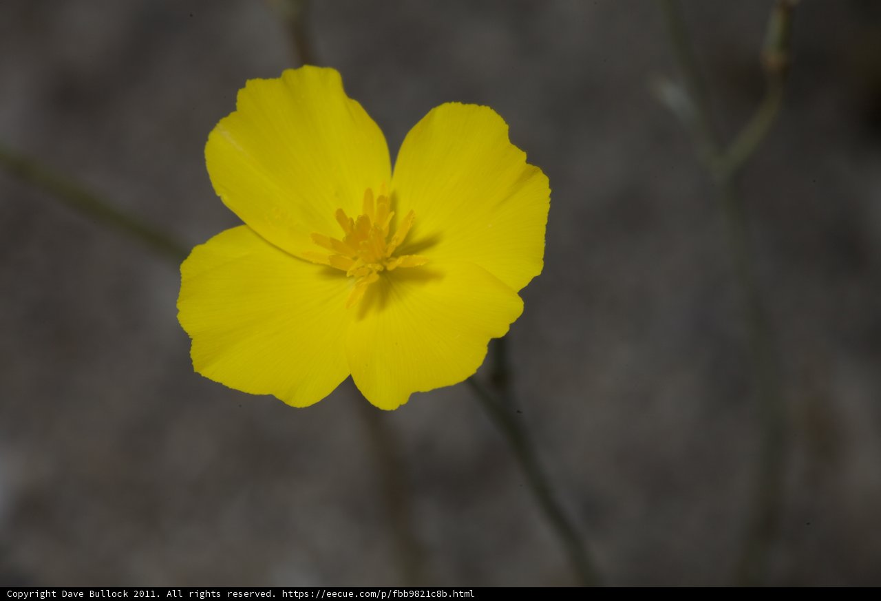 A Burst of Sunshine in the Field
