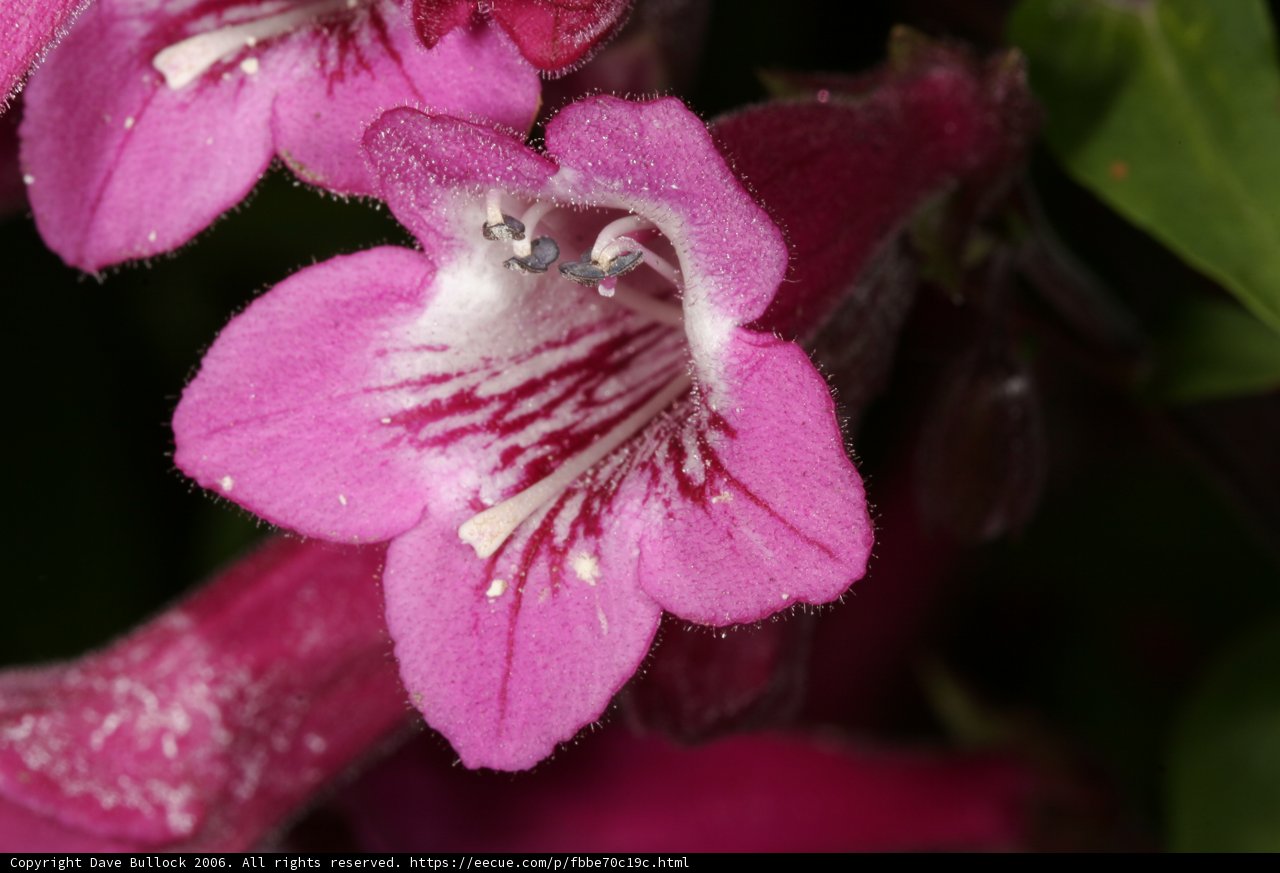 Pretty in Pink