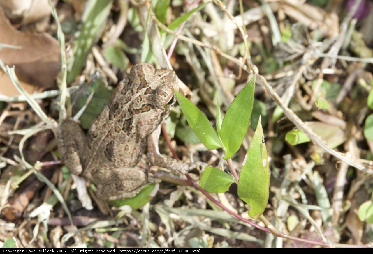 Frog in the Wild