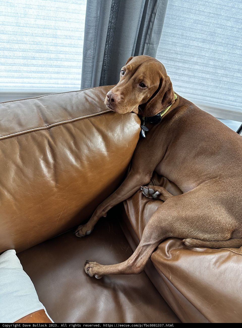 Lazy Vizsla on the Couch