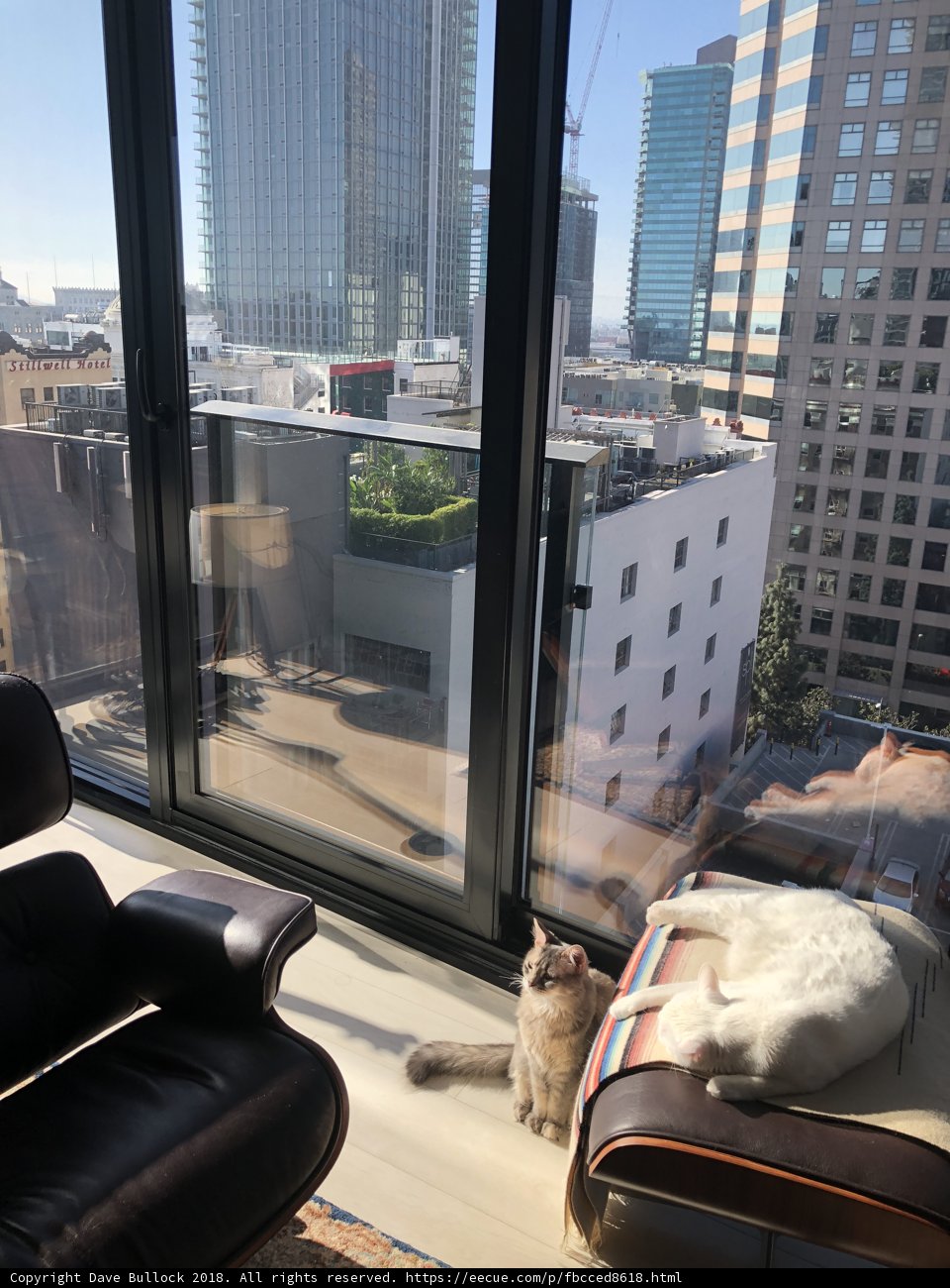 City Cat