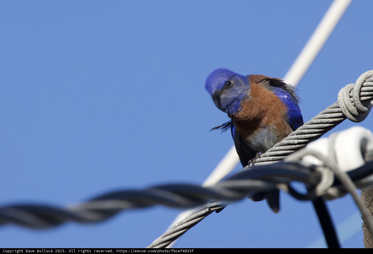 Curious Avian Gaze