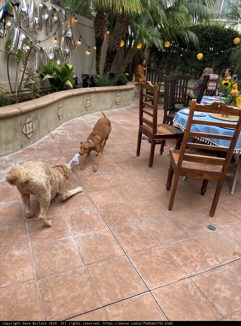 Playtime on the Patio