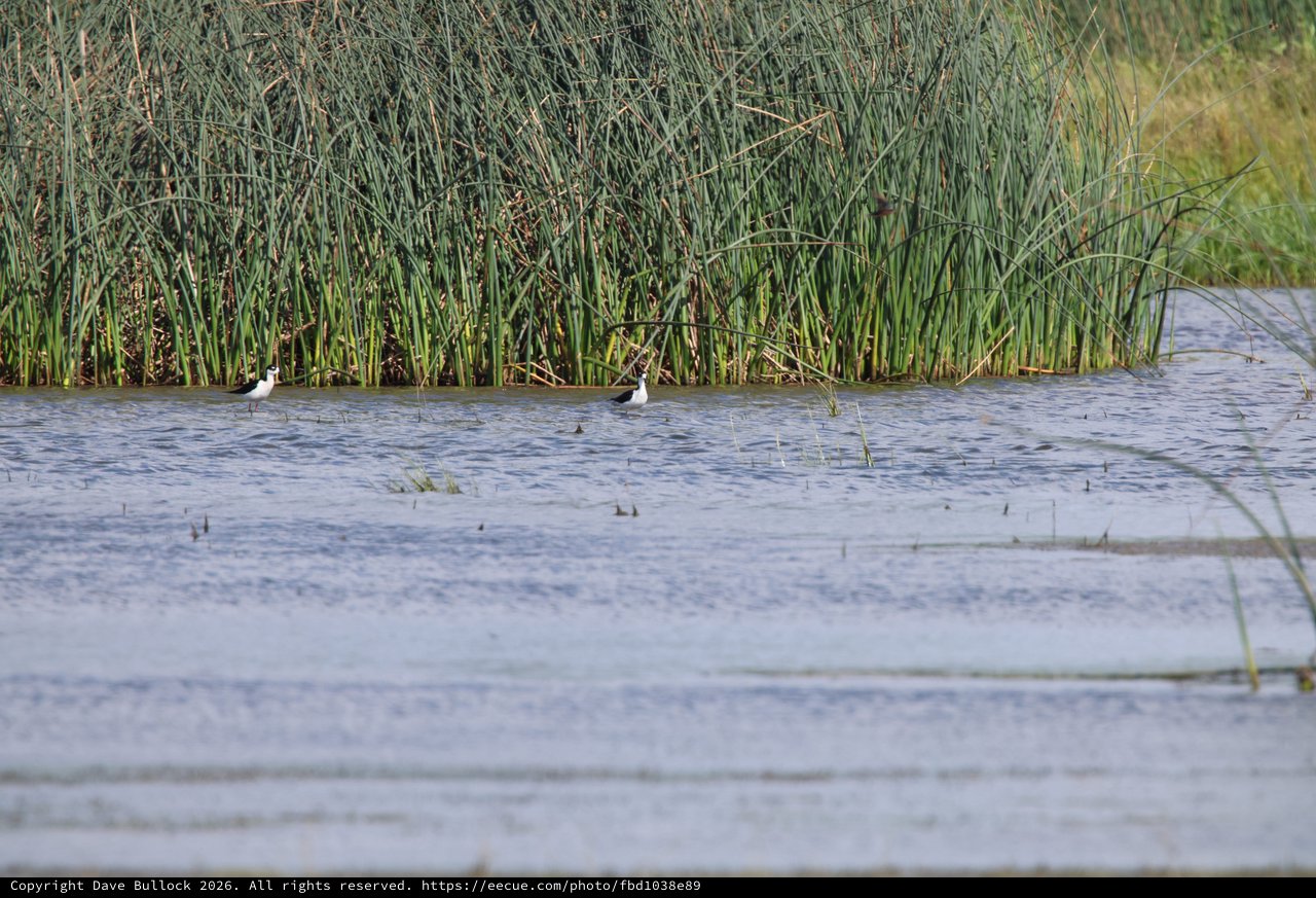 Shorebirds Wading in Wetland Marsh Habitat