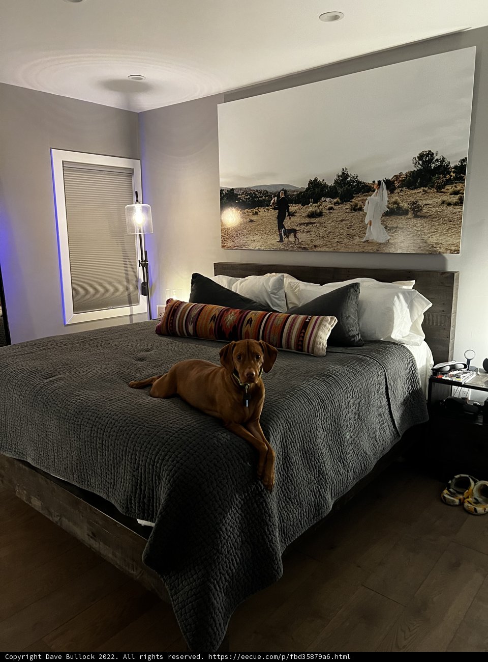 Man's Best Friend on a Cozy Bed