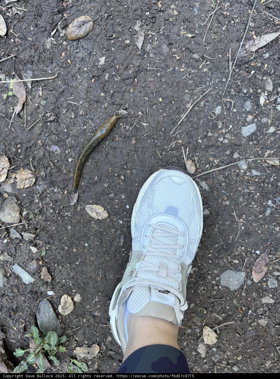 Trail Encounters at Huckleberry Preserve
