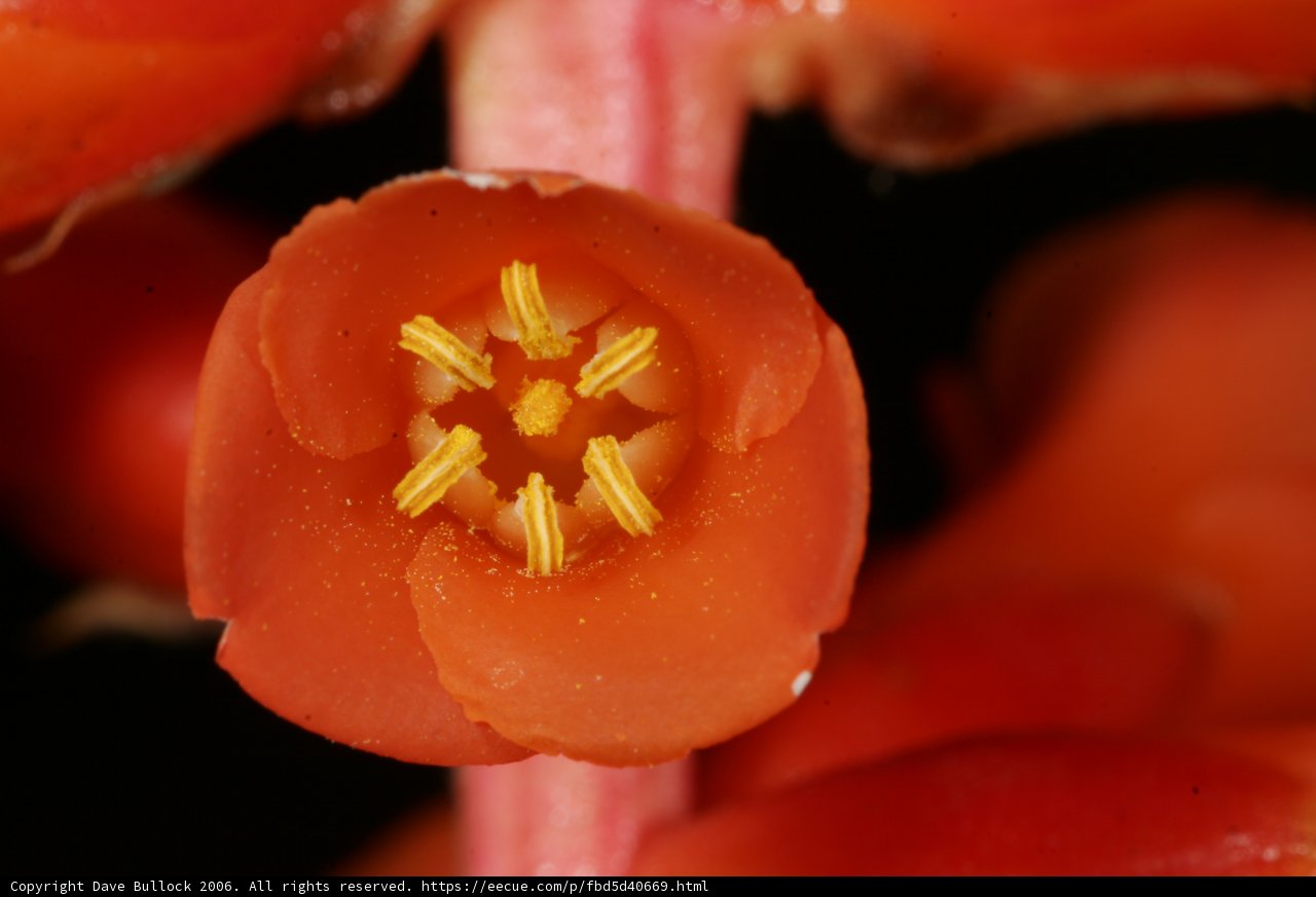 Orange Beauty