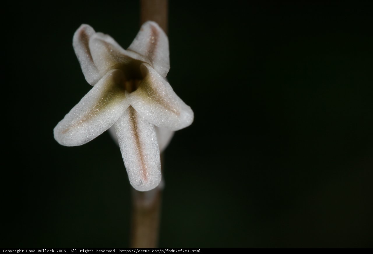 White-Centered Flower Bud