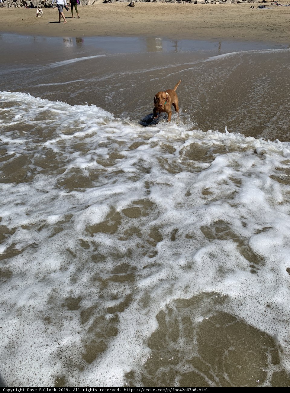 Beach Fun with Furry Friends