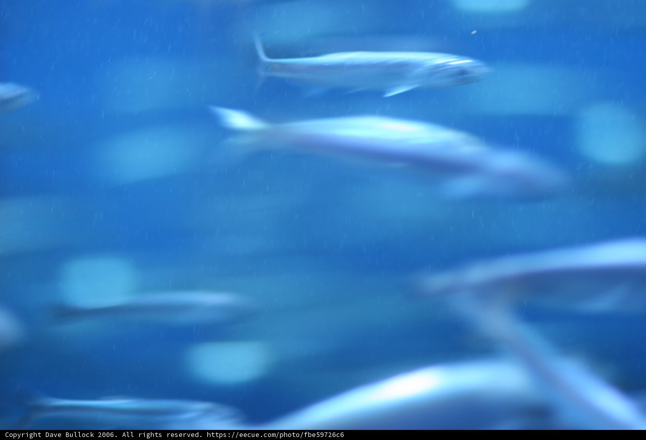 Swimming with the Fishes