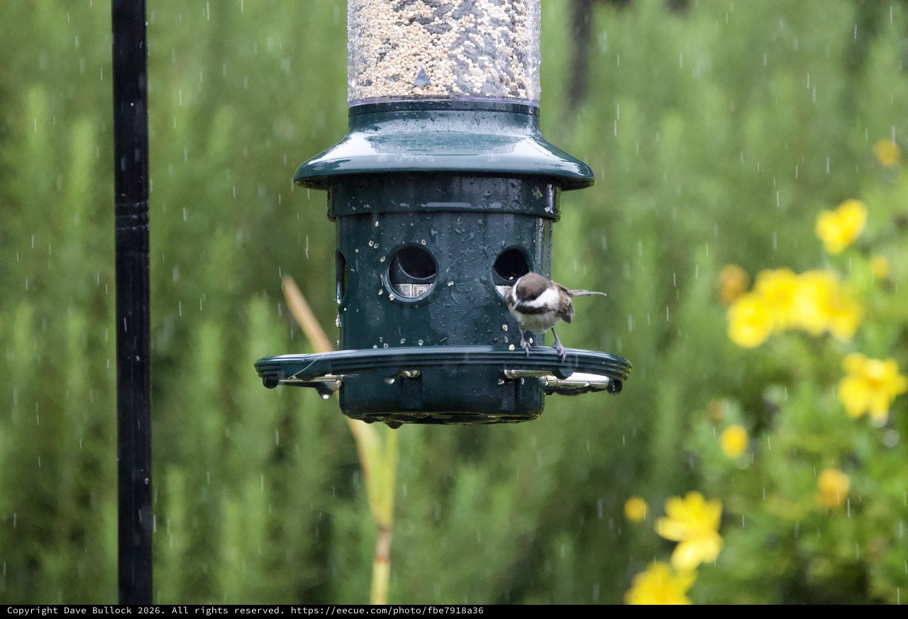 Chickadee Braving the Rain at Bird Feeder
