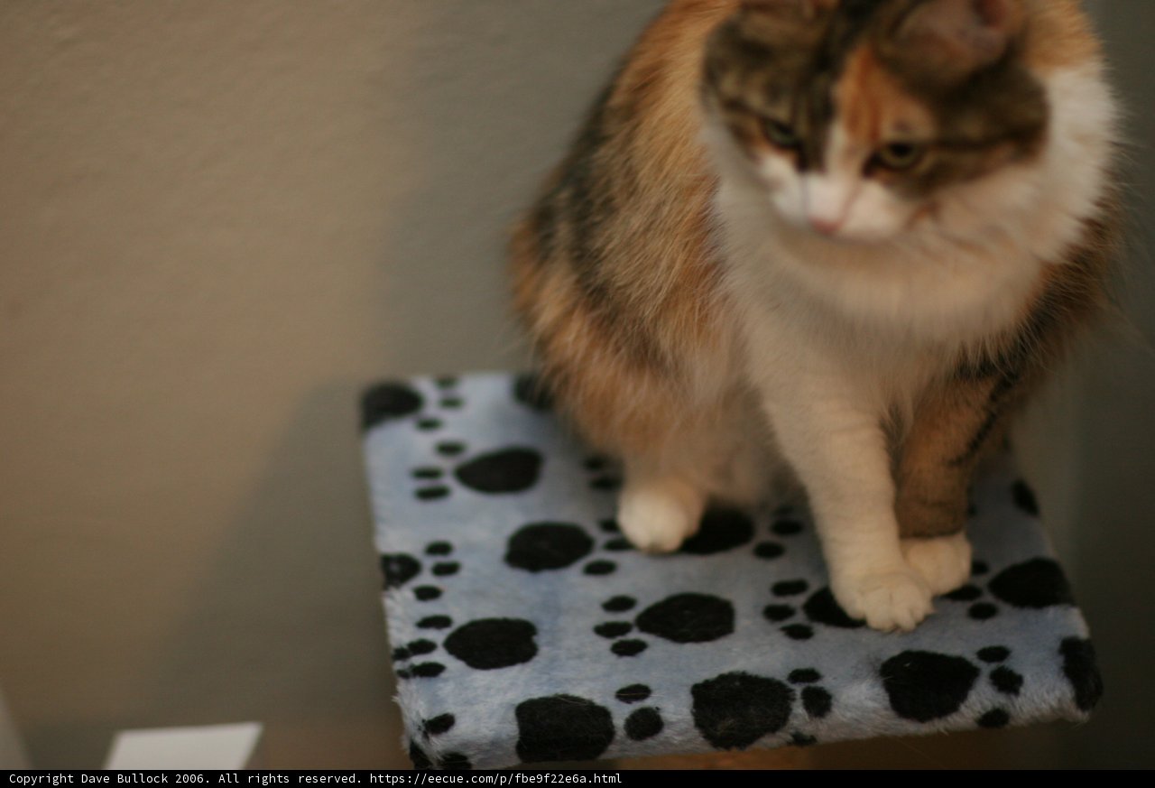 Cozy Cat's Corner