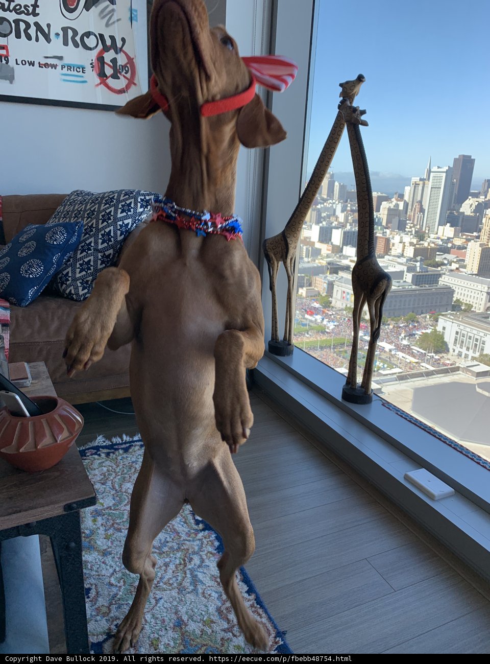Urban Doggo