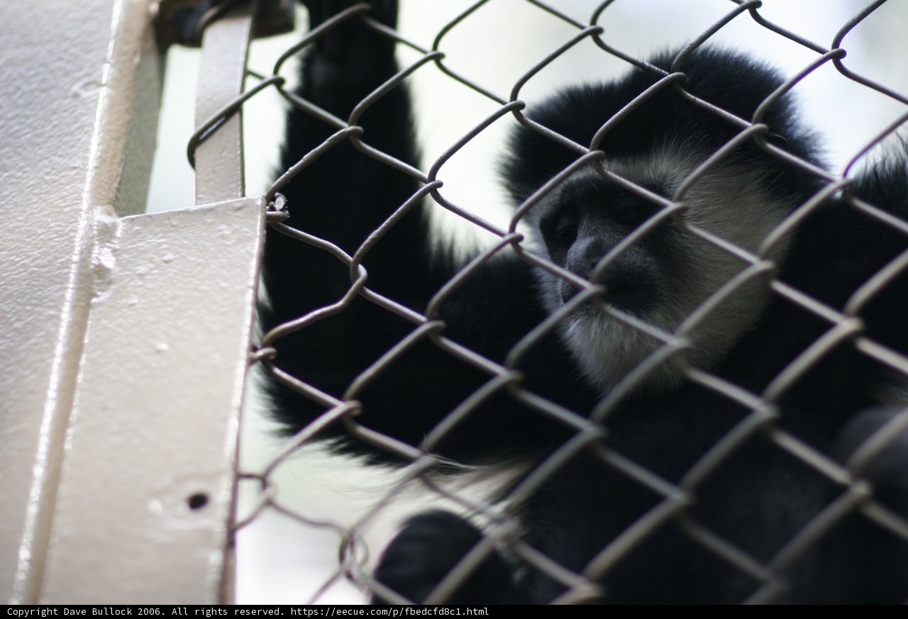 Monkey in Captivity