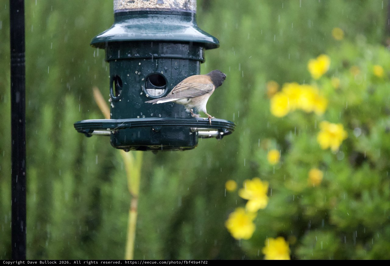 Bird Feeding in the Rain at Garden Feeder